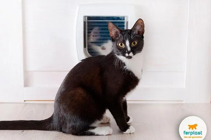 Дверца для кошек CAT SWING, цвет белый.